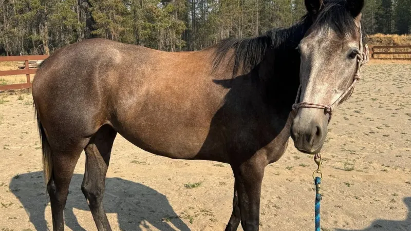 Deschutes County deputies seek owner of 2 horses found wandering in La Pine