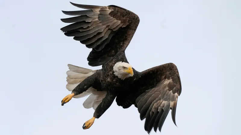 Clark County man charged after bald eagle found with shotgun pellets in skull