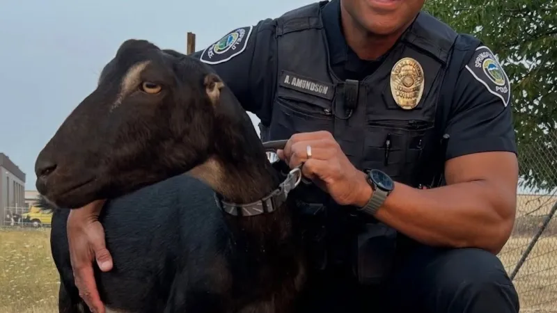 Goat to be kidding: Springfield police round up escaped goats