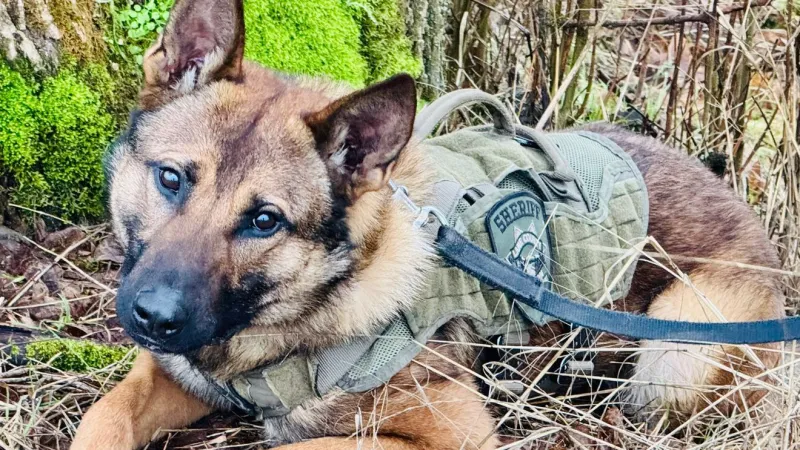 Lane County deputies, K9 track man after reported choking assault near Walterville