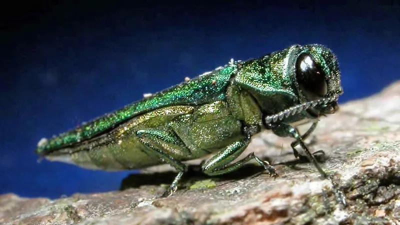 Destructive emerald ash borer reaches more Oregon towns