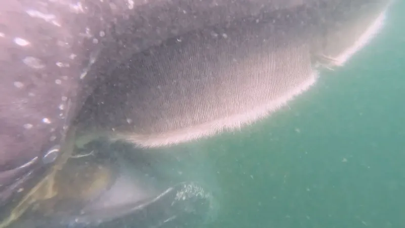 Whale freed from fishing gear 20 miles off Oregon coast in late July rescue