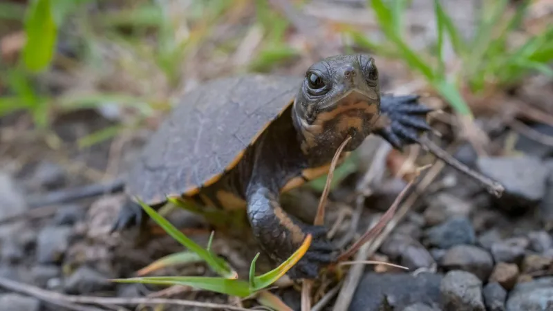 Watch endangered northwestern pond turtles grow at Oregon Zoo