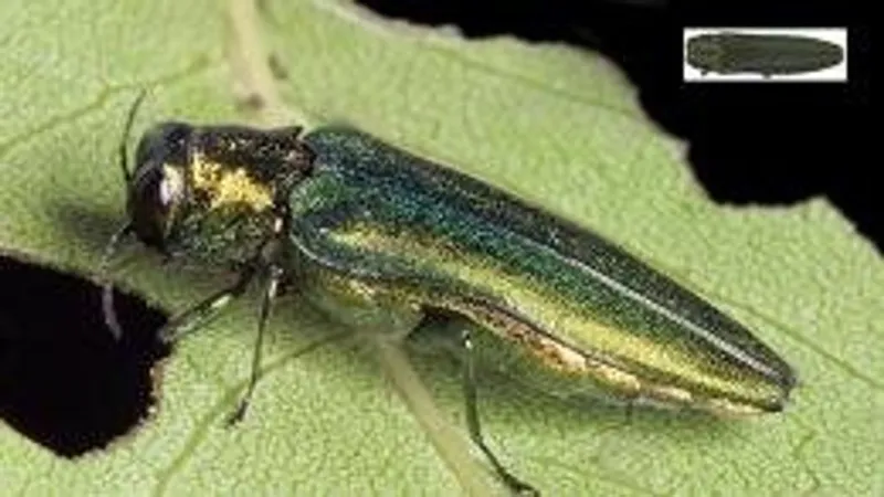 Invasive emerald ash borer spotted in new Willamette Valley locations