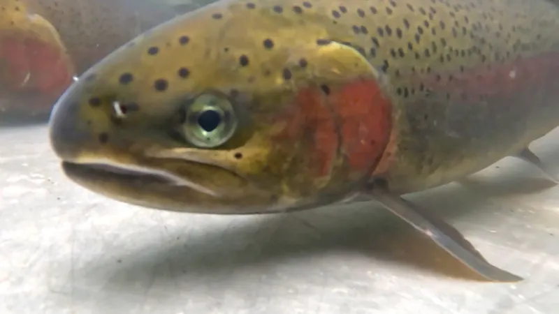 ODFW closes North Umpqua River steelhead fishing Aug. 10-Nov. 30 amid low returns