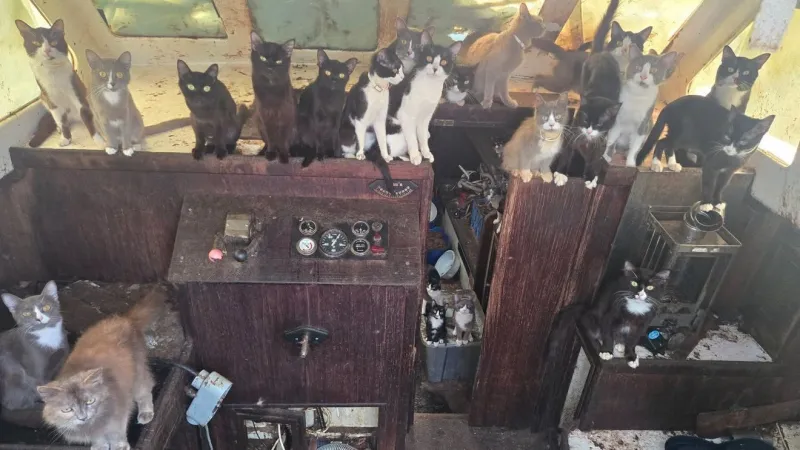 Tacoma Animal Control help rescue 40-plus cats from abandoned boat off Owen Beach