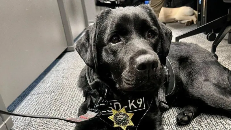 Lane County Sheriff's Office welcomes Kali, new K-9 trained to find electronic devices