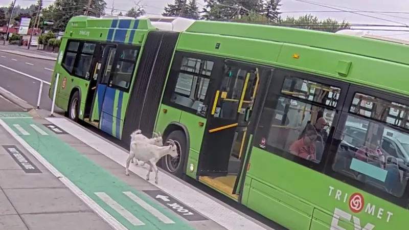 Bleat week: 2 goats board a Portland bus, destination unknown