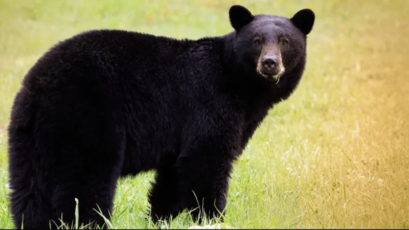 Bear activity prompts temporary closure of Fan Creek Campground