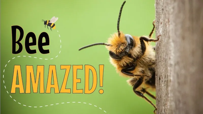 Roseburg Public Library to host 'Bee Amazed!' kids program with UO museum