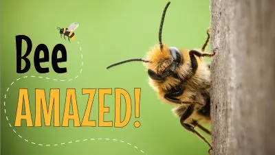 ROSEBURG PUBLIC LIBRARY WILL HOST BEE AMAZED! AUGUST 18TH