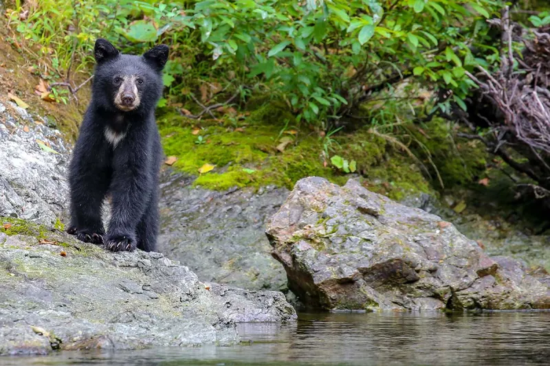 Oregon Campground Closed After Mother Bear and Cub Threaten Visitors