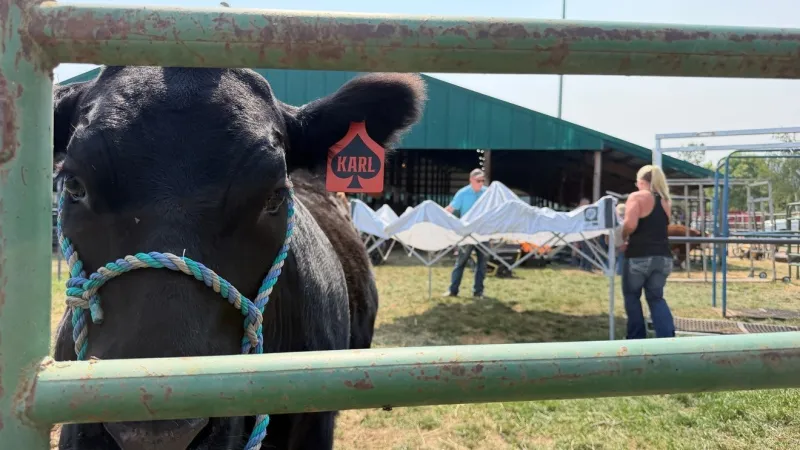 The show must goes on! Wasco County youth fair relocates amid wildfire