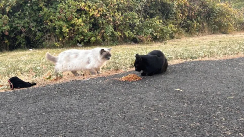'These cats didn't just fall from the sky': Rescue organizations help manage Eugene-Springfield's cat colonies