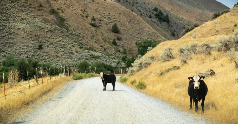 Conservationists sue feds over plan to allow cattle grazing on 24 million western acres