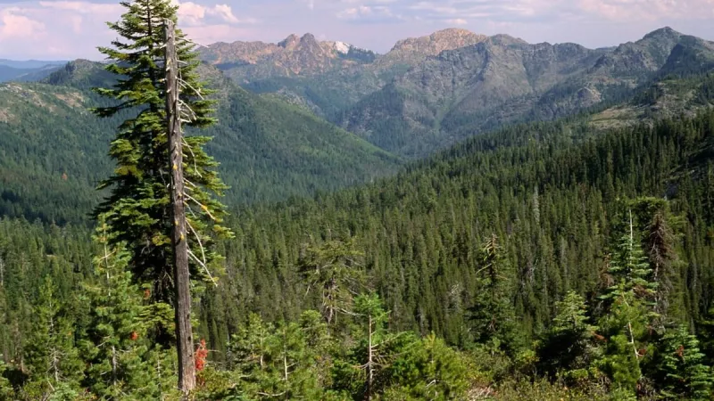 Curry County pursues more timber revenue and a larger role in federal forests