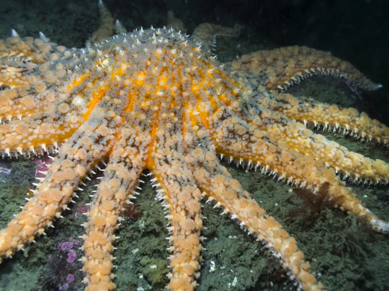 Good Morning, News: Canadian Tariffs Paused, the Fight to Save Sunflower Stars From Extinction, and Multnomah County's Fight Against Oil and Gas Companies Continues...