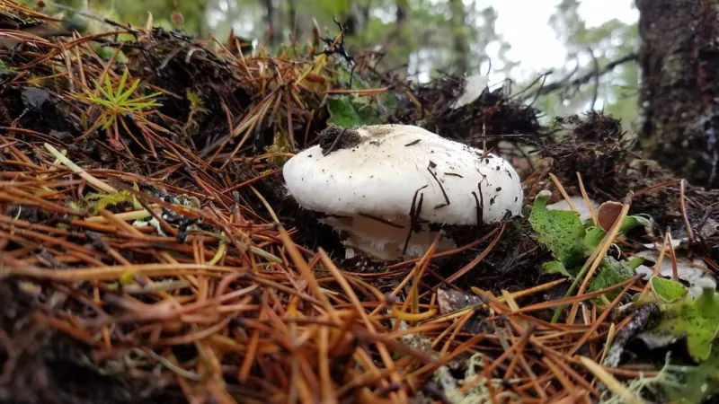 Matsutake mushroom permits go on sale Sept. 8 in Reedsport, with warning about lookalikes