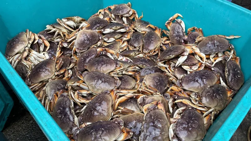 Oregon crabbers face new requirements