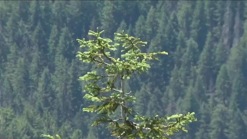 USDA moves to rescind Roadless Rule, putting Oregon's protected forest acres in play