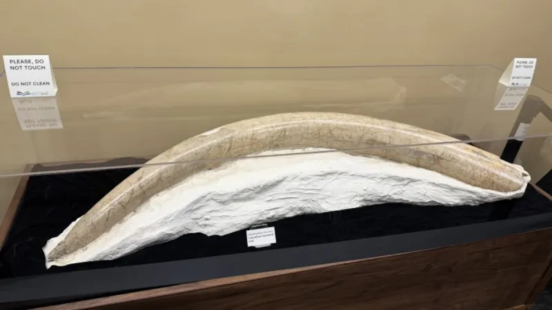 Prehistoric pedestrians once walked 9th Street in Corvallis. Now, you can see proof at the library
