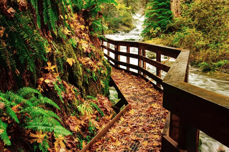 One of Oregon's Best Fall Hikes Winds Past 11 Waterfalls Near the Coast