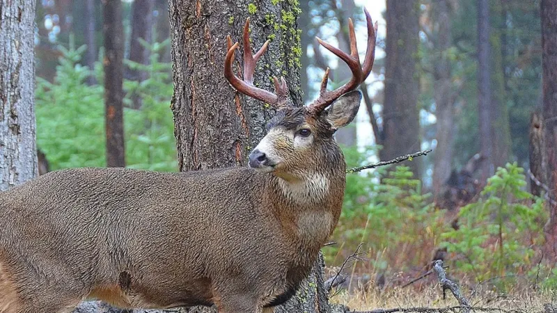 Hunting, fishing and farming rights could go before Oregon voters