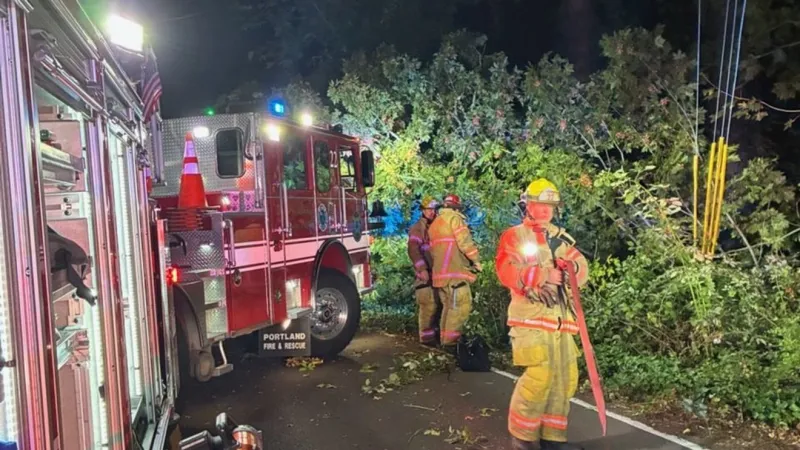 Fire crews rescue driver, cats & dog after crash off of NW Portland road