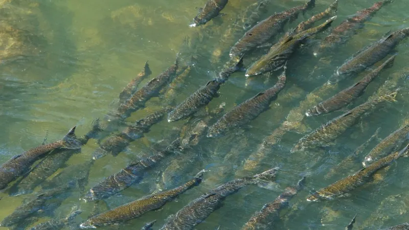 Fall-run Chinook salmon return to Olympia's Deschutes River, viewable from 5th Ave bridge