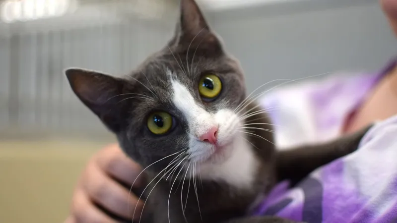 Oregon Humane adoption special helps dozens of cats rescued from neglect case find homes