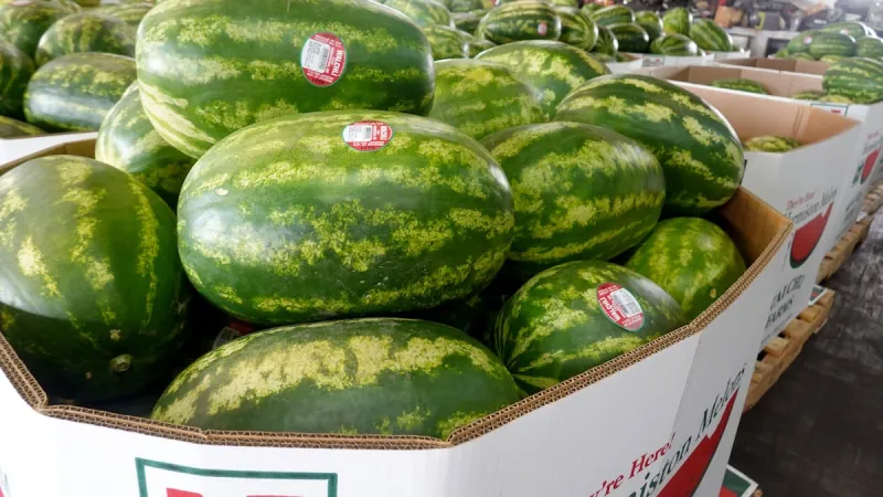 3 facts to know about Hermiston watermelons as they hit store shelves
