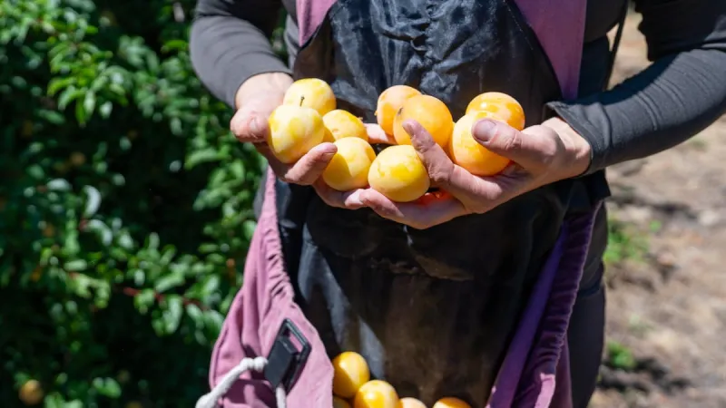 OPB's First Look: Fruit season is in full swing