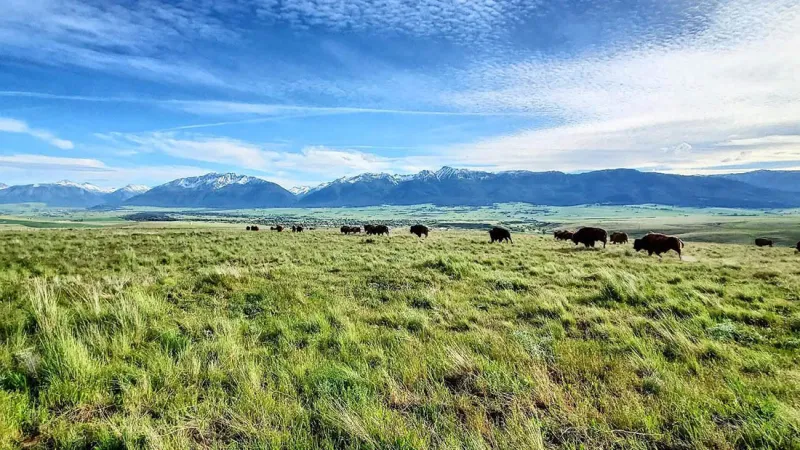 You Can See Hundreds of Bison and Buy Free Range Meat at This 7000-Acre Oregon Ranch