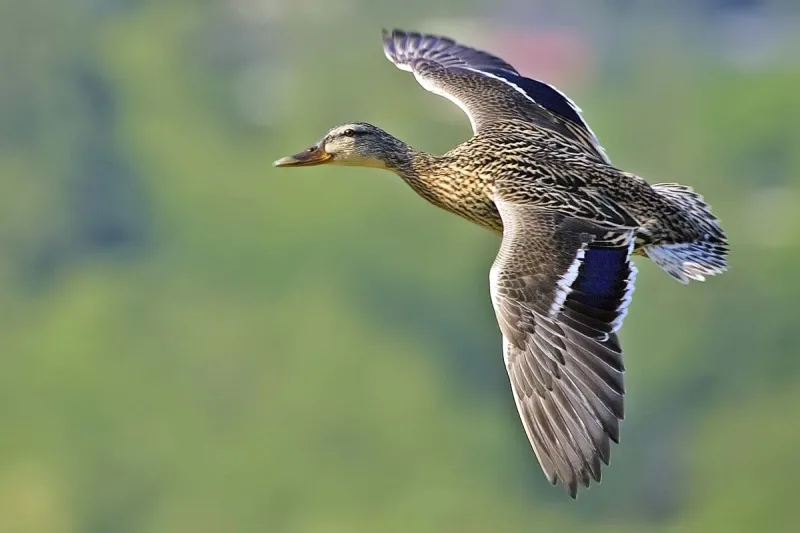 Deadly Botulism Outbreak Has Killed Nearly 14,000 Birds Near Oregon-California Border