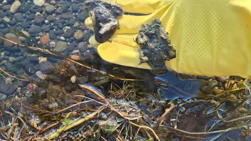 Toxic algae is showing up at a Columbia River park in Richland. Where is it coming from?