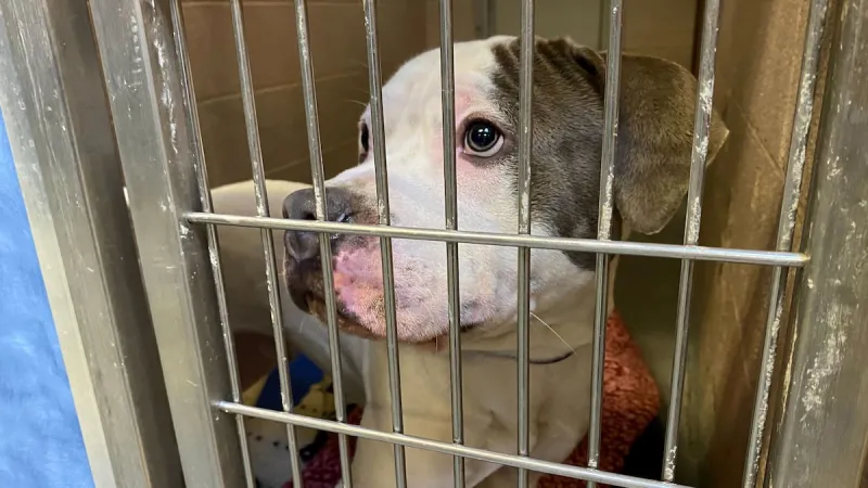 Eroded trust, pandemic pressures pave long road ahead for Multnomah County animal shelter