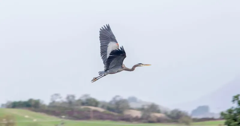 Umpqua Bird Alliance to pursue Bird City Oregon designation
