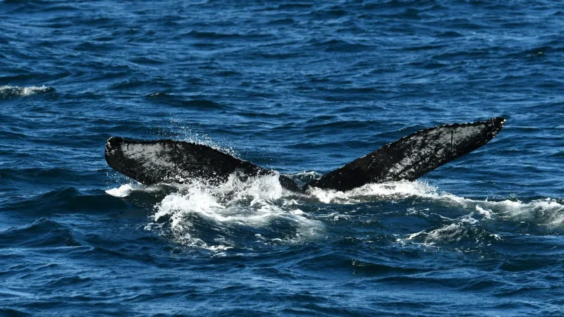 Oregon whale conservation group announces naturalist training program in Newport
