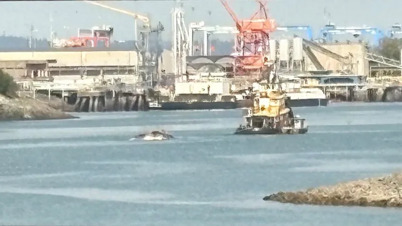 70-foot whale carcass found lodged on cargo ship's bow at Port of Tacoma