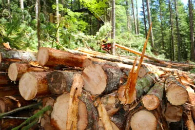 PUMPKIN PI SPICES UP OREGON TIMBER SALES, EARNS $10.6 MILLION