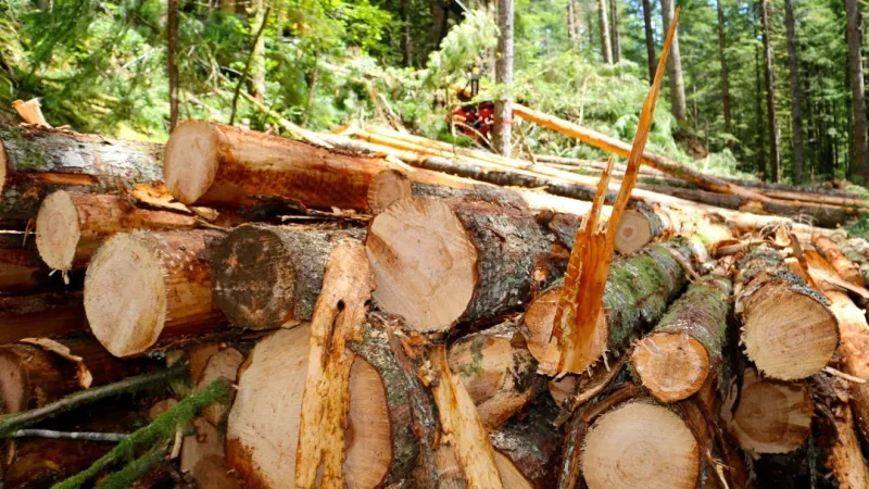 BLM announces record Pumpkin Pi timber sale, $10.6M for 400 acres in western Oregon
