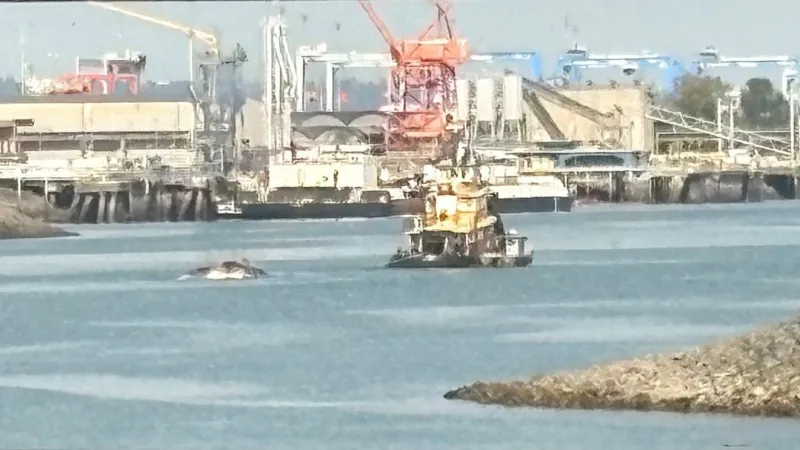 Necropsy finds fin whale likely alive when struck; remains moved to McNeil Island site