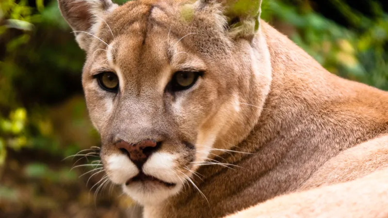 Cougar spotted in Gresham late Wednesday night, police confirm
