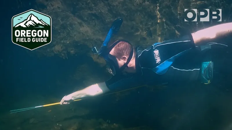 OPB's First Look: Spearfishing for invasives