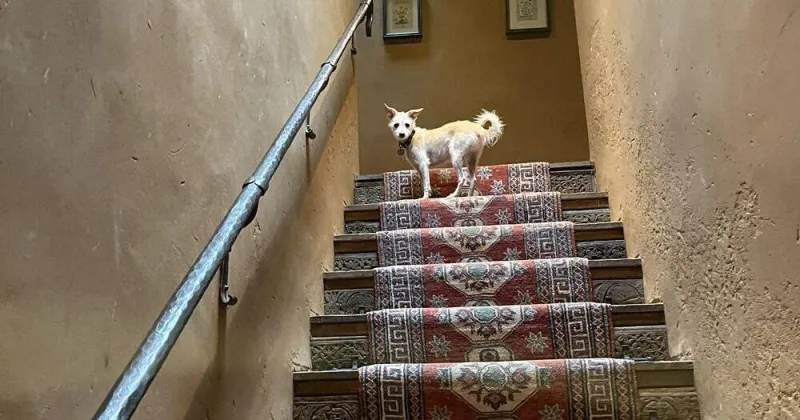 Taking the kids: Are pets the new hotel VIPs?