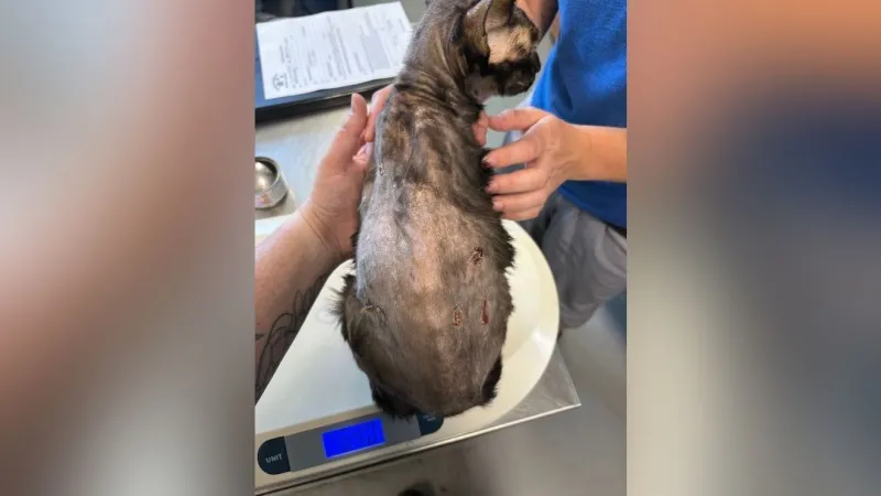 St. Helens woman accused of cutting and burning cats