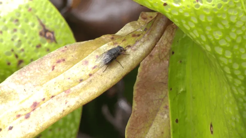 Rare cobra lilies thrive in Florence, play role in local ecosystem