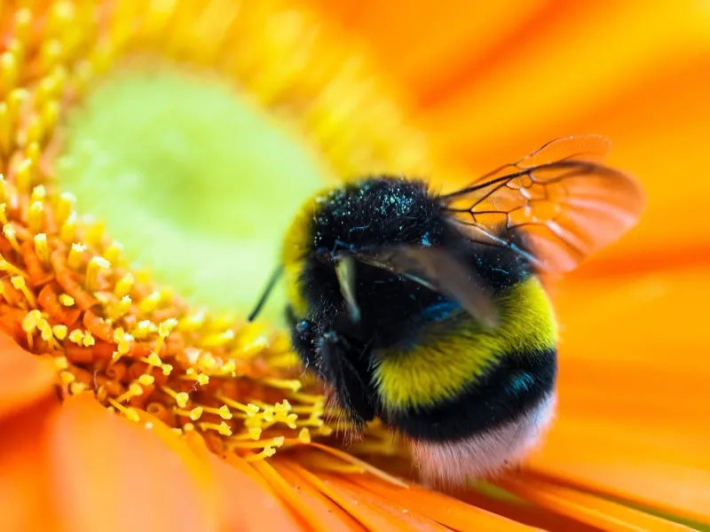 A Field Guide to Oregon's Flying Stripey Things: Bees, Bumblebutts, Tiny Pollinators, and Ones That Definitely Aren't Bees