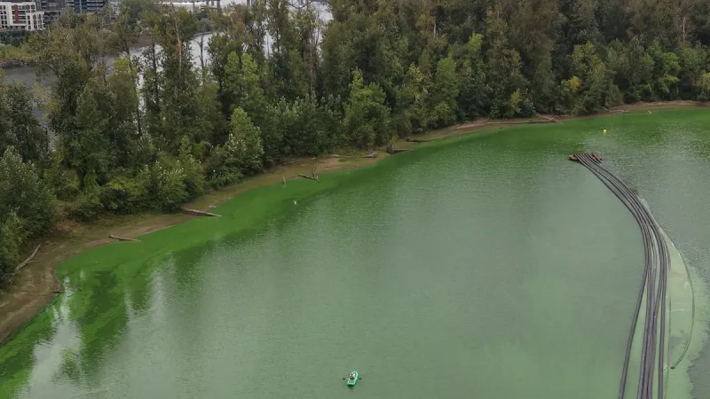 Large annual algae bloom prompts local groups to cancel events