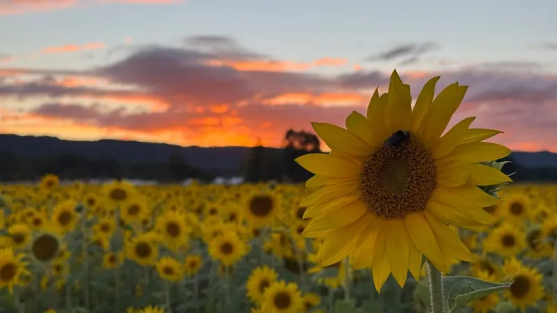 Sunflower season ending in Oregon: Why some sunflowers follow the sun
